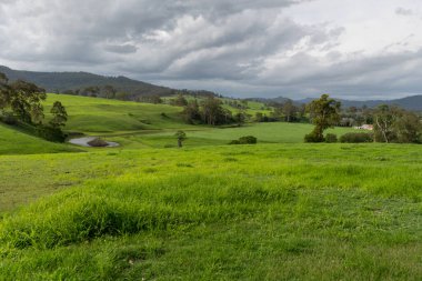 Yaz yağmurlarından sonra Gresford, Avcı Bölgesi, NSW, Avustralya 'da yeşil çimlerle kaplı kır manzarası.
