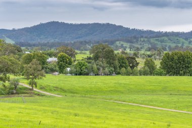 Yaz yağmurlarından sonra Gresford, Avcı Bölgesi, NSW, Avustralya 'da yeşil çimlerle kaplı kır manzarası.