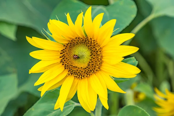 Sunflower and Lady Bug in Wyong Creek on the Central Coast of NSW, Australia.