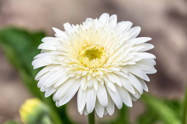 White Osteospermum Gresford Hunter Region Nsw Αυστραλία — Φωτογραφία Αρχείου