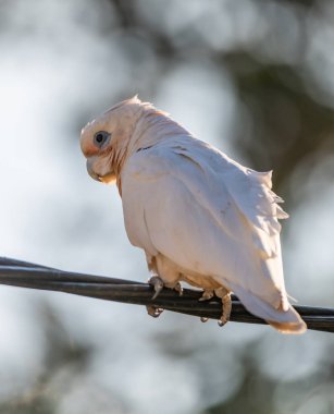 Central Coast, NSW, Avustralya 'daki Woy Woy' da uzun faturalı Corella..