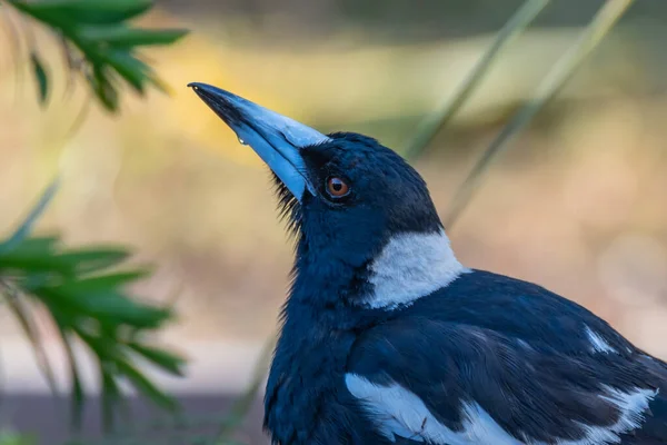 Magpie Desfrutando Uma Bebida Água Condições Fumaça Woy Woy Nsw — Fotografia de Stock