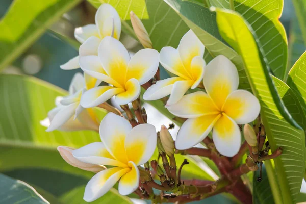 Flori Vară Frangipani Flowers Woy Woy Nsw Australia — Fotografie, imagine de stoc