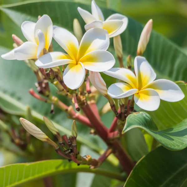 Sommerblumen Frangipani Flowers Woy Woy Nsw Australien — Stockfoto