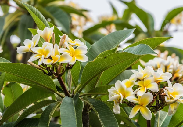 Amarelo Branco Frangipanis Jardim Woy Woy Nsw Austrália — Fotografia de Stock