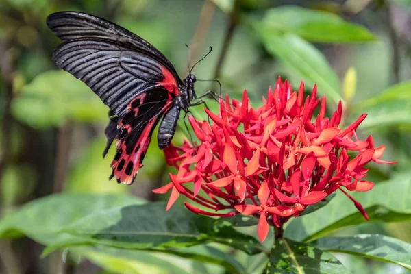 Scarlet Mormon Black and Red Butterfly on Red Flowers also called the Scarlet Swallowtail