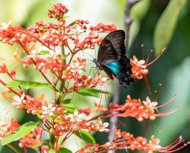 Singapur 'da Siyah ve Mavi ya da Teal Kelebeği - Kelebek ve Böcek Krallığı