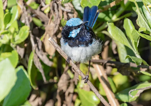 Masculino Fada Soberba Wren Umina Beach Costa Central Nsw Austrália — Fotografia de Stock