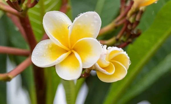 Amarelo Branco Frangipani Flores Uma Árvore — Fotografia de Stock