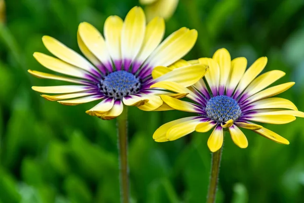 Κίτρινα Λουλούδια Μαργαρίτες Γαλάζια Μάτια Ομορφιά — Φωτογραφία Αρχείου