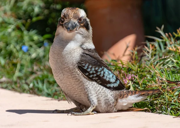 Lachen Kookaburra Het Pad Australië — Stockfoto
