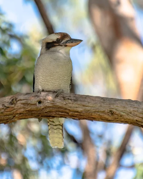 在树胶里笑Kookaburra 在澳大利亚新南威尔士州中部海岸的本斯维尔拍摄 — 图库照片