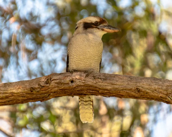 Γελώντας Kookaburra Μια Τσίχλα Αυστραλία — Φωτογραφία Αρχείου