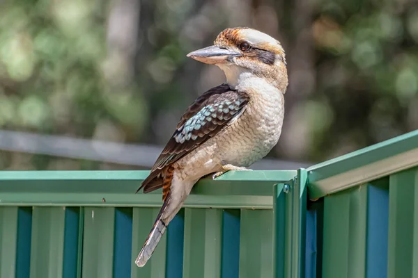 笑Kookaburra在彩色栅栏上 在澳大利亚新南威尔士州中部海岸的本斯维尔拍摄 — 图库照片