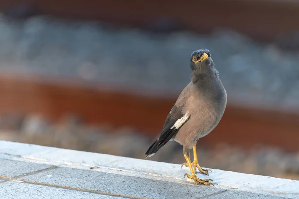 Myna Bird Esperando Tren Tomado Central Station Sydney Nsw Australia —  Fotos de Stock