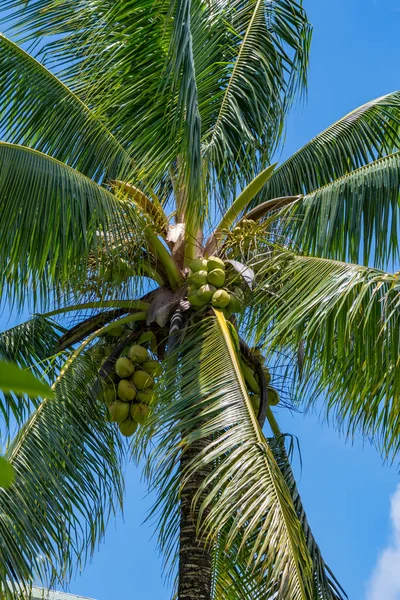 Looking up at a coconut palm tree with coconuts in Fiji