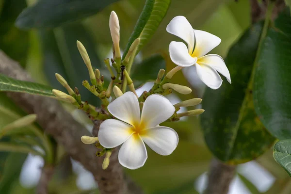 Tropicale Whte Frangipani Fiori Sulla Costa Corallina Delle Figi — Foto Stock