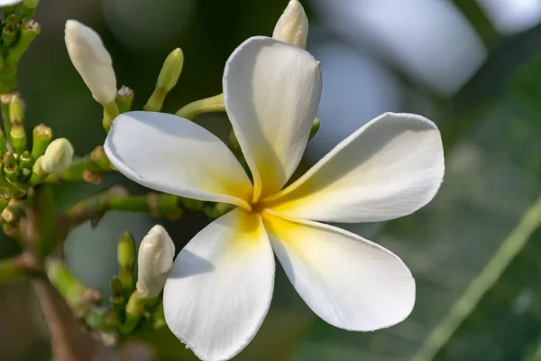 Tropické Whte Frangipani Květiny Korálovém Pobřeží Fidži — Stock fotografie