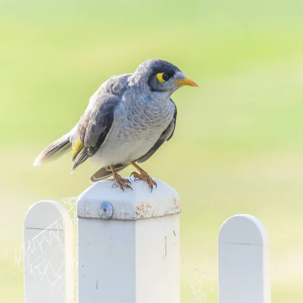 Noisy Miner Bird Posing Photos Stockton Newcastle Nsw Australia — стокове фото