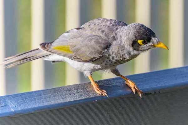 Noisy Miner Bird Posing Photos Stockton Newcastle Nsw Australia — стокове фото