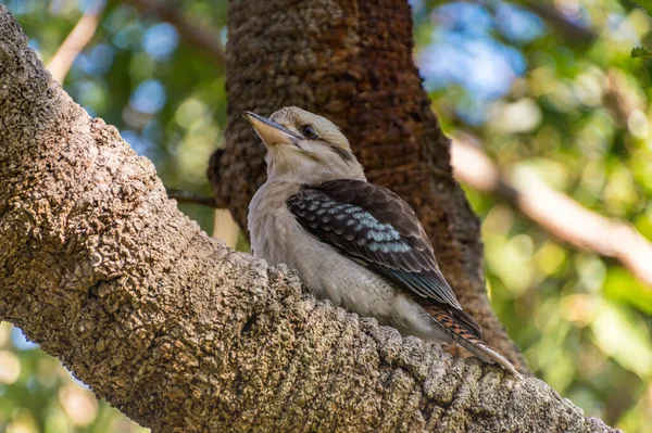 Kookaburra Riant Australien Dans Arbre Banksia Koala Shores Passage Lemon — Photo