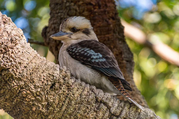 Australische Lachende Kookaburra Een Banksia Tree Bij Koala Shores Lemon — Stockfoto