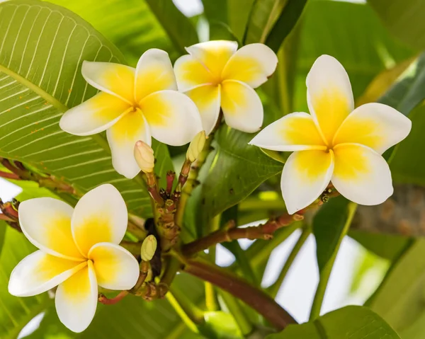 Fiori Gialli Bianchi Frangipani Woy Woy Nsw Australia — Foto Stock