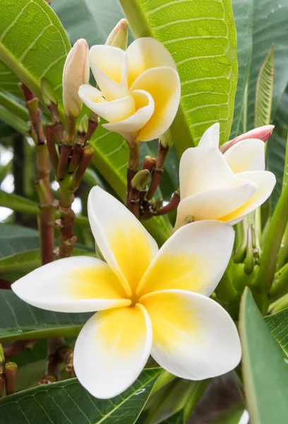 Fiori Gialli Bianchi Frangipani Woy Woy Nsw Australia — Foto Stock