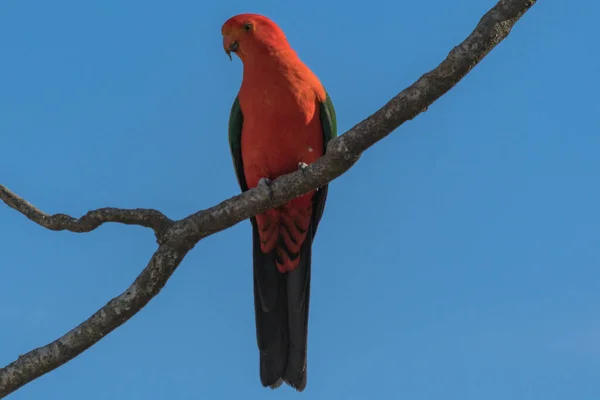 Australian King Parrot Tree Gresford Nsw Australia — стокове фото