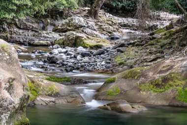 Chichester Eyalet Ormanında Bayanlar - Allyn Nehri 'nde Barrington Tepesi Ulusal Parkı, NSW, Avustralya