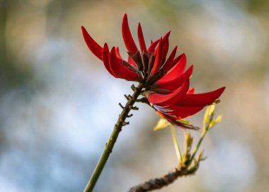 Kızıl Mercan ağacı çiçeği. Kelmscott, Perth, Batı Avustralya 'da çekildi..