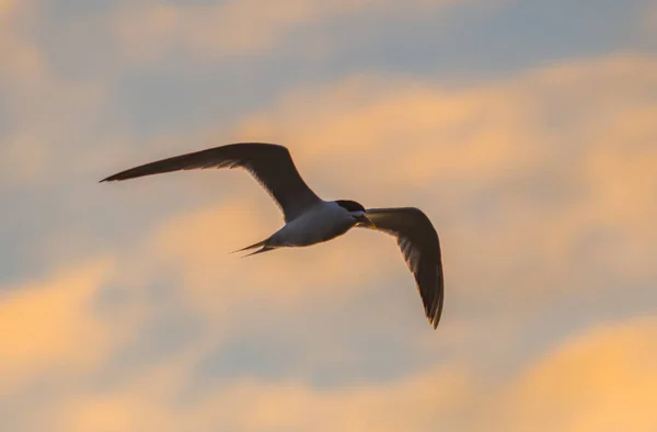 Flying Crested Tern Tidigt Morgonen Ljus Vid Tuggerah Lake Pipeclay — Stockfoto