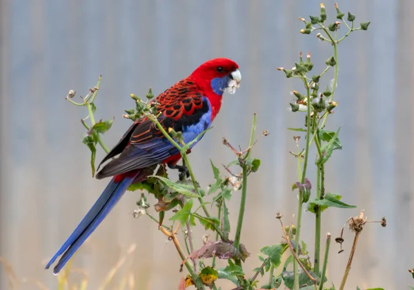 Птах Crimson Rosella Їдає Кульбабки Поблизу Міста Грісфорд Австралія — стокове фото