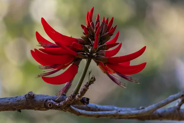 Rote Korallen Blühen Aufgenommen Kelmscott Perth Westaustralien — Stockfoto