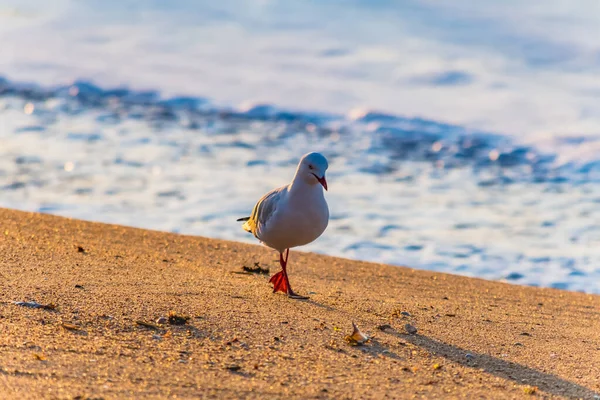 Capturing Sunrise North Pearl Beach Central Coast Nsw Australia — Stock Photo, Image