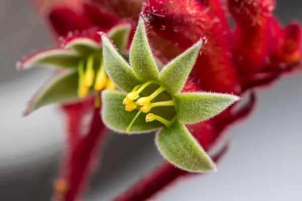Кенгуру Лапа Цветок Австралийский Коренное Растение Woy Woy Nsw Австралия — стоковое фото