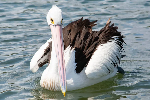Australian Pelican Nella Baia Woy Woy Waterfront Sulla Costa Centrale — Foto Stock