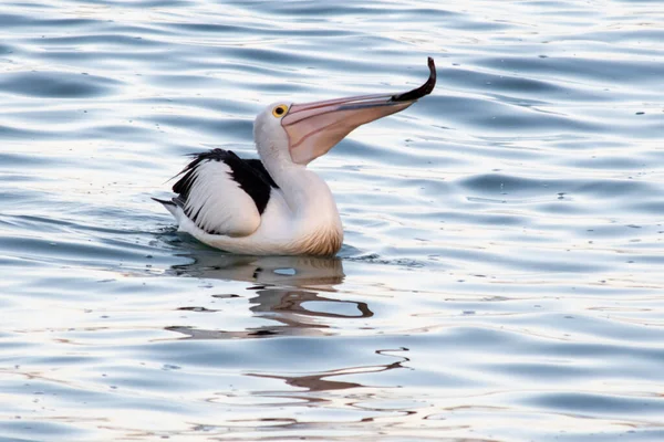 Australian Pelican Feeding Fish Haven Terrigal Central Coast Nsw Australia — Stockfoto