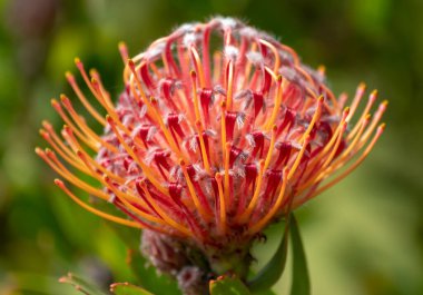 İğne çiçeği - Avustralya 'da çok başarılı bir şekilde büyüyebilen bir Güney Afrika kır çiçeği.