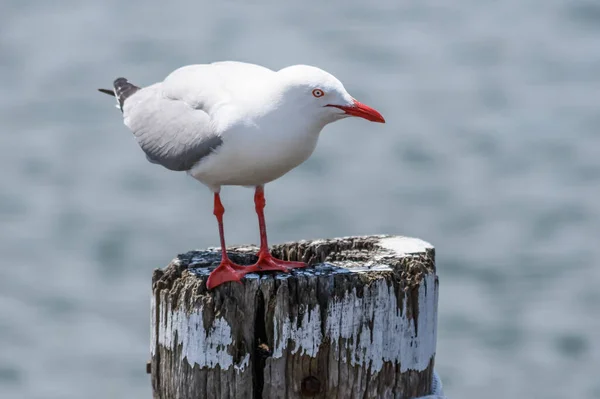 Zeemeeuw Een Houten Paal Aan Waterkant Genomen Bij Woy Woy — Stockfoto