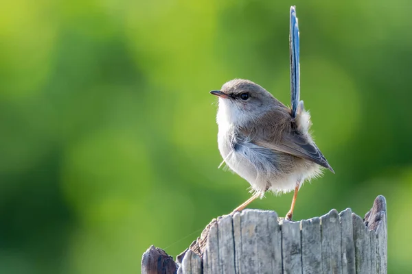 Fée Panachée Mâle Plumage Non Reproducteur Avec Fond Vert Prise — Photo