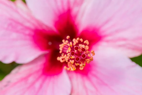 Цветок Розового Губискуса Стигмой Плод Представляет Собой Сухую Пятилопастную Капсулу — стоковое фото