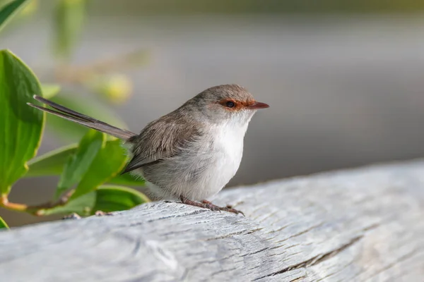 Superbe Fée Wren Sur Clôture Bois — Photo