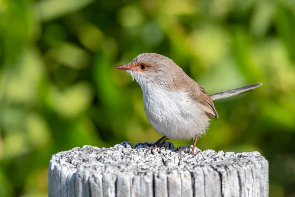 Superbe Fée Wren Sur Clôture Bois — Photo