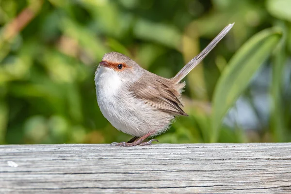 Superbe Fée Wren Sur Clôture Bois — Photo