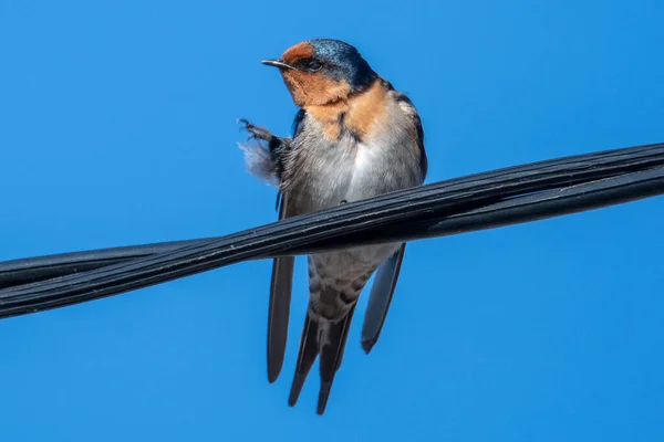 Välkomna Att Svälja Med Skråma — Stockfoto