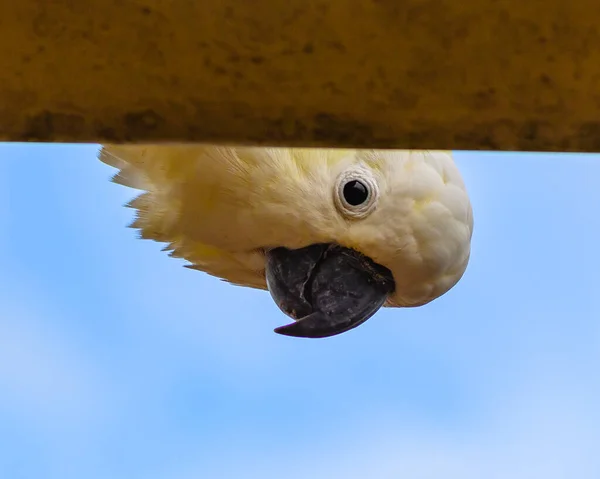 Osservo Gallo Crestato Zolfo — Foto Stock