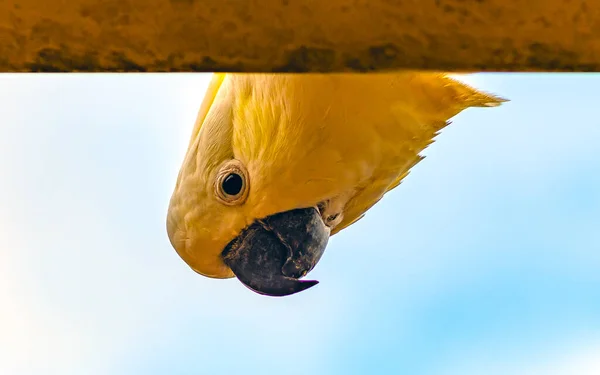 Смотрю Тебя Серноголовый Какаду — стоковое фото