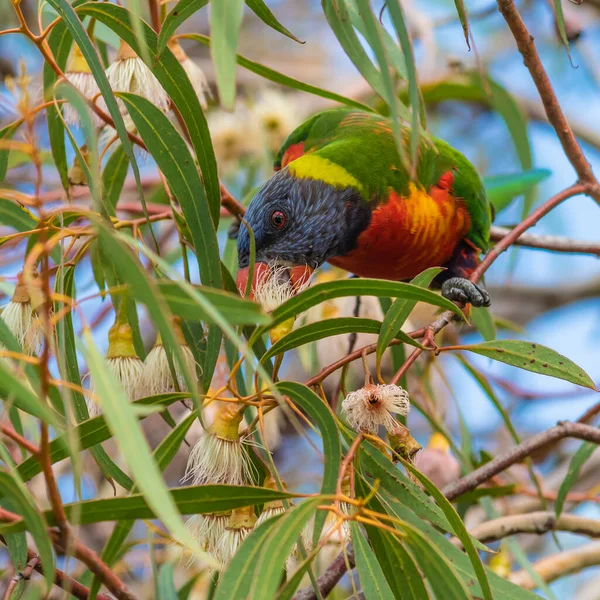 Rainbow Lorikeet Eating Gum Blossoms — Stock Photo, Image