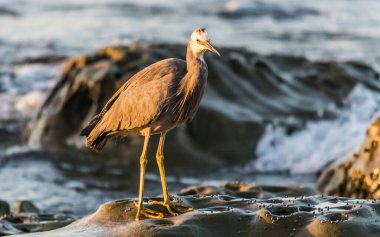 Kumsalda beyaz yüzlü balıkçıl kuşu